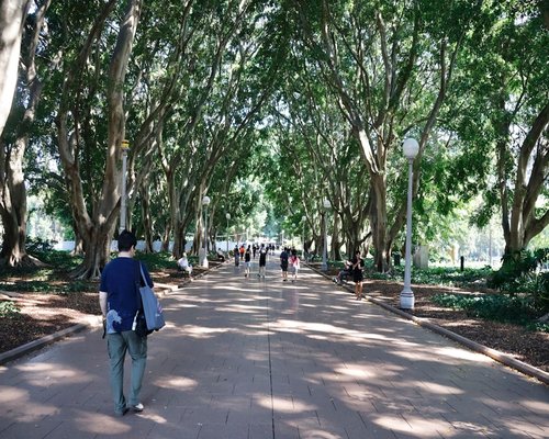 Person walking slowly through a sunlit public pathway surrounded by tall trees